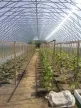 Ecoslider ES Pro 7x10 ipari üvegház - 70 m²